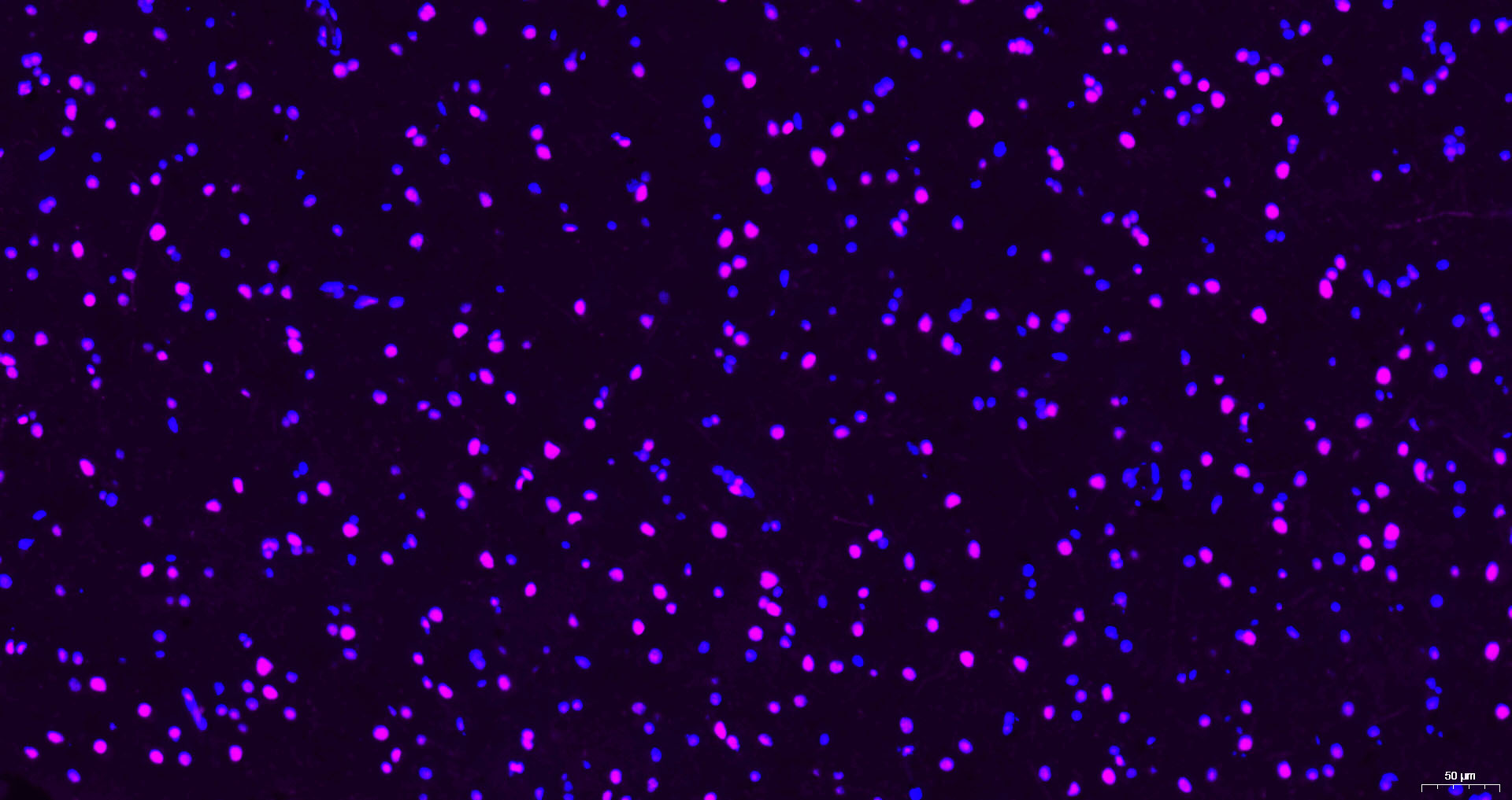 Cy5标记的羊抗小鼠IgG H&L