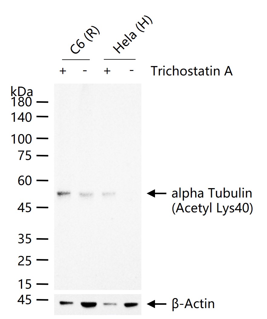 乙酰化微管蛋白α/Tubulin α/α-tubulin单克隆抗体-bsm-33235M