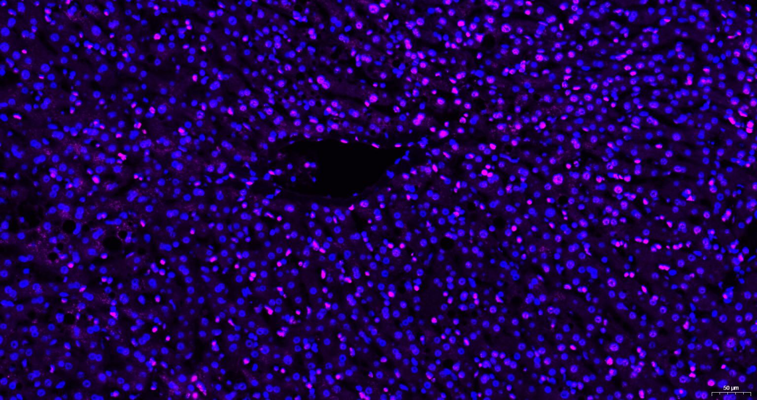 Cy5标记的羊抗小鼠IgG H&L