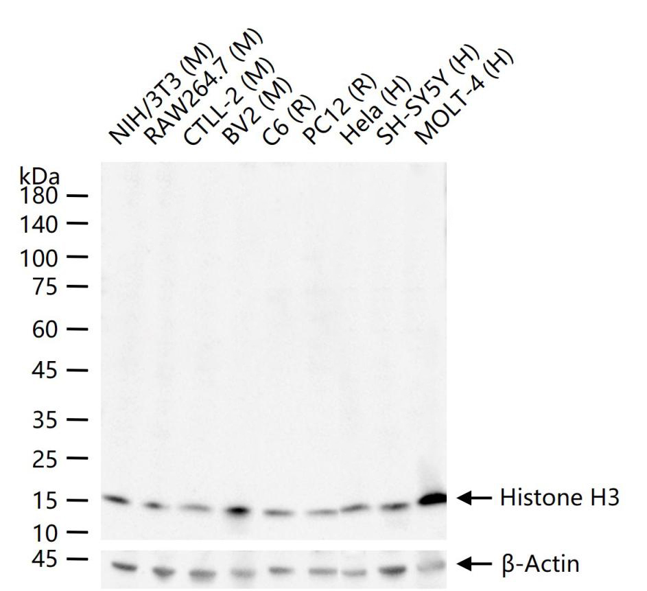 Histone H3 Rabbit pAb, Nuclear Loading Control (一抗) - WB,IHC-P,IHC-F,IF,Flow-Cyt,ICC/IF | Bioss
