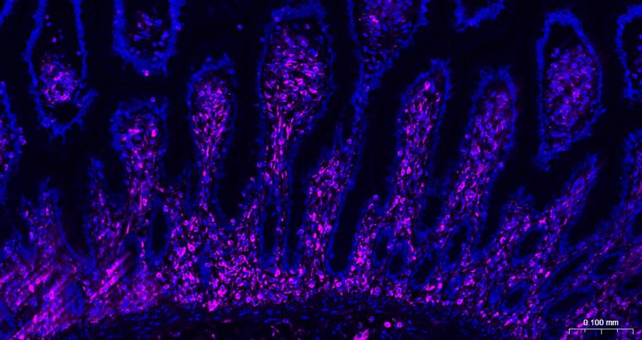 BF647标记的羊抗小鼠IgG H&L