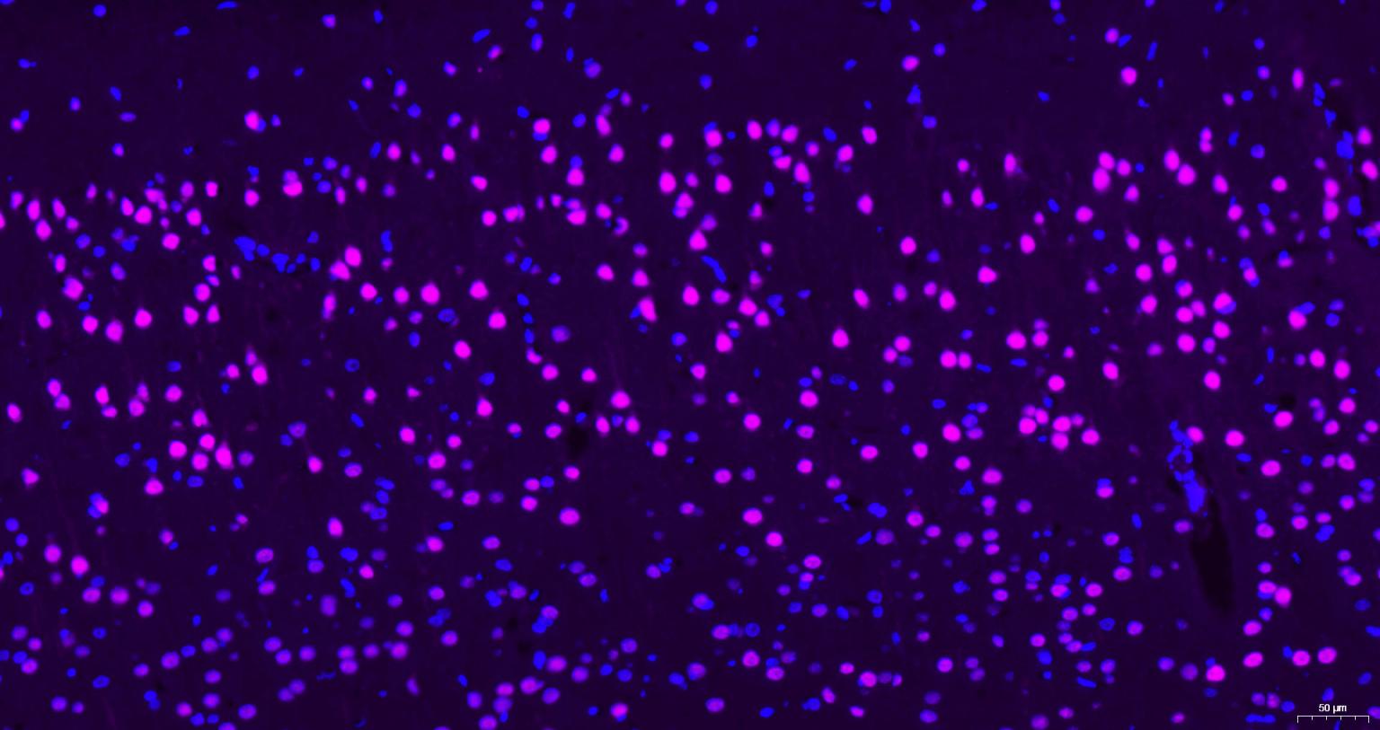 Cy5标记的羊抗兔IgG H&L