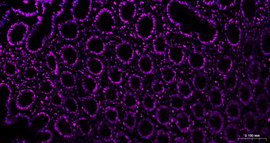 组蛋白H3(核内参)单克隆抗体-bsm-33042M