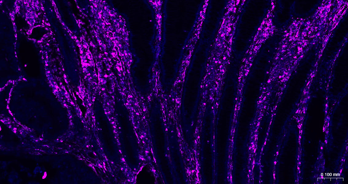 BF647标记的羊抗小鼠IgG H&L
