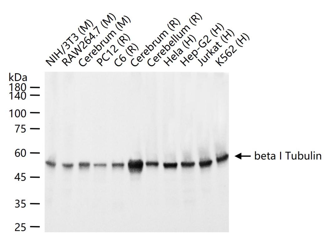 beta I Tubulin Mouse mAb (一抗) - WB | Bioss