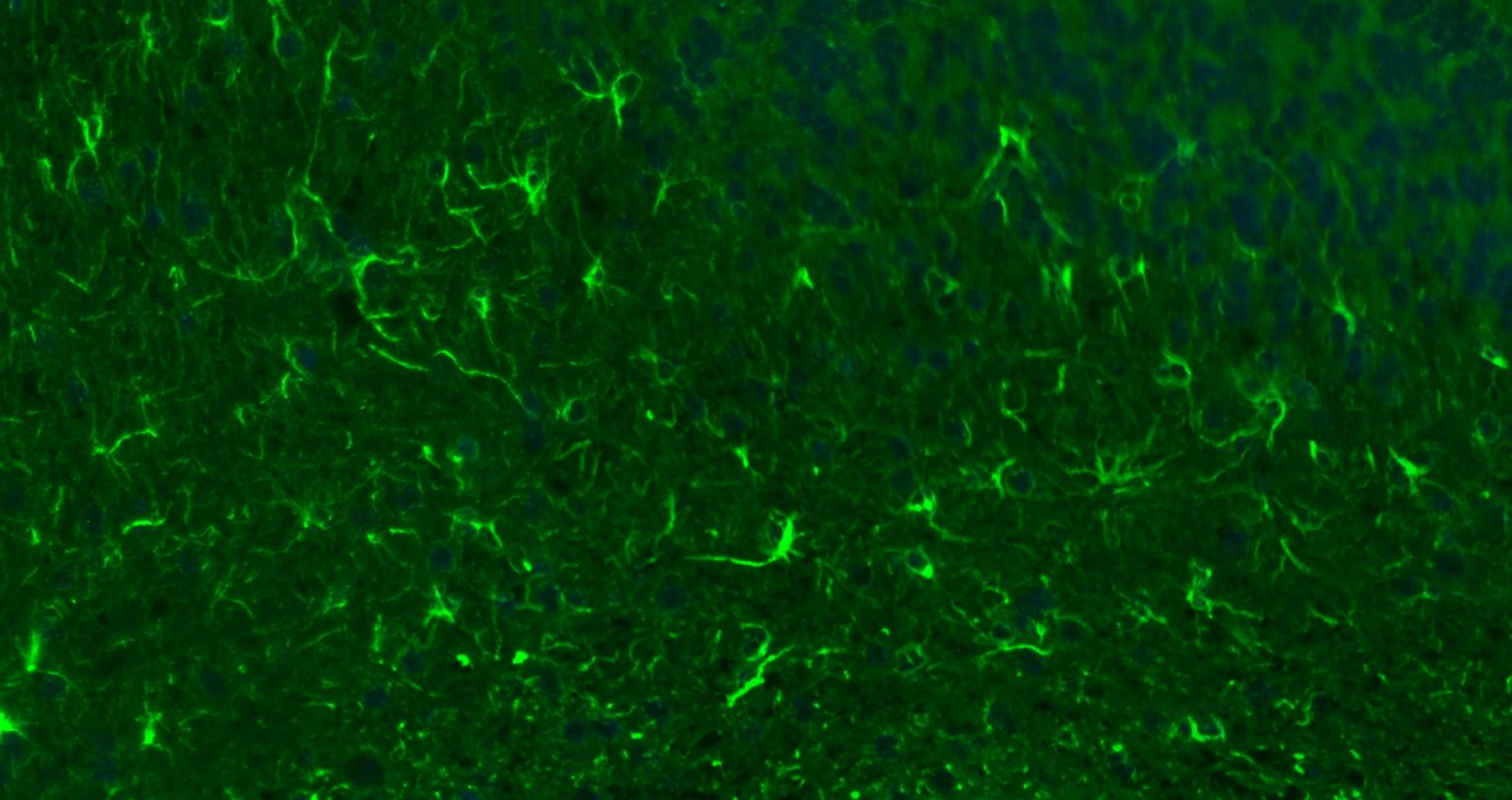 FITC标记的羊抗兔IgG H&L