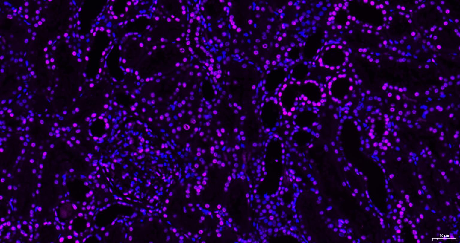 组蛋白H3(核内参)单克隆抗体-bsm-33042M