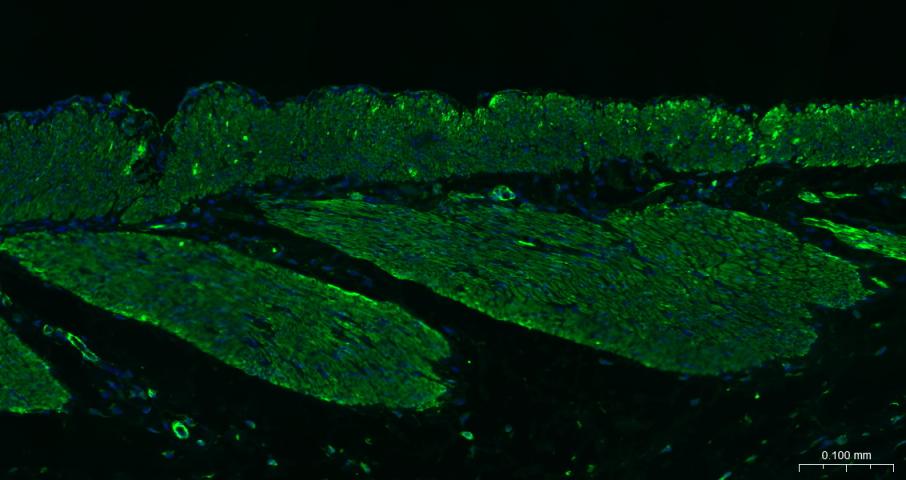 FITC标记的羊抗小鼠IgG H&L