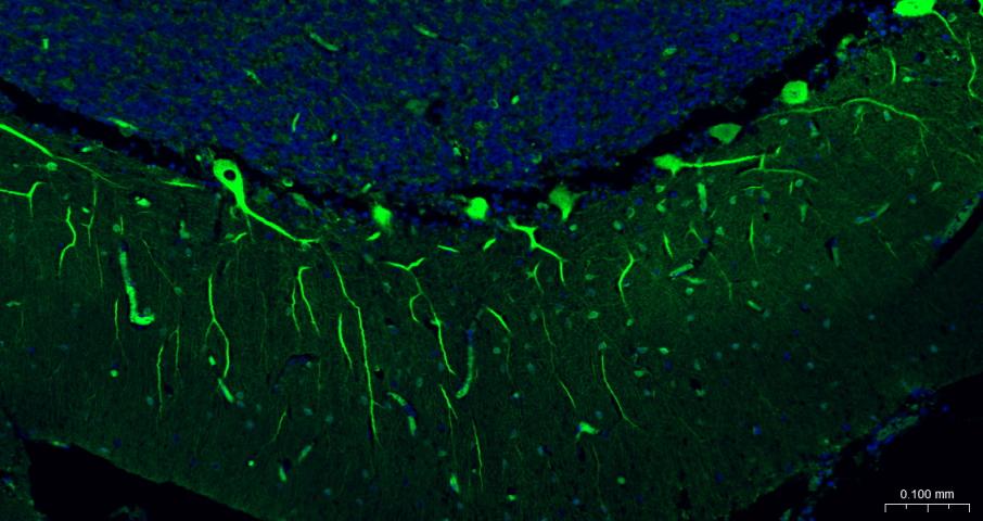 FITC标记的羊抗小鼠IgG H&L