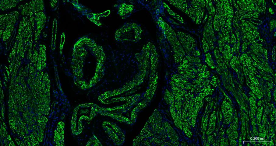 FITC标记的羊抗小鼠IgG H&L