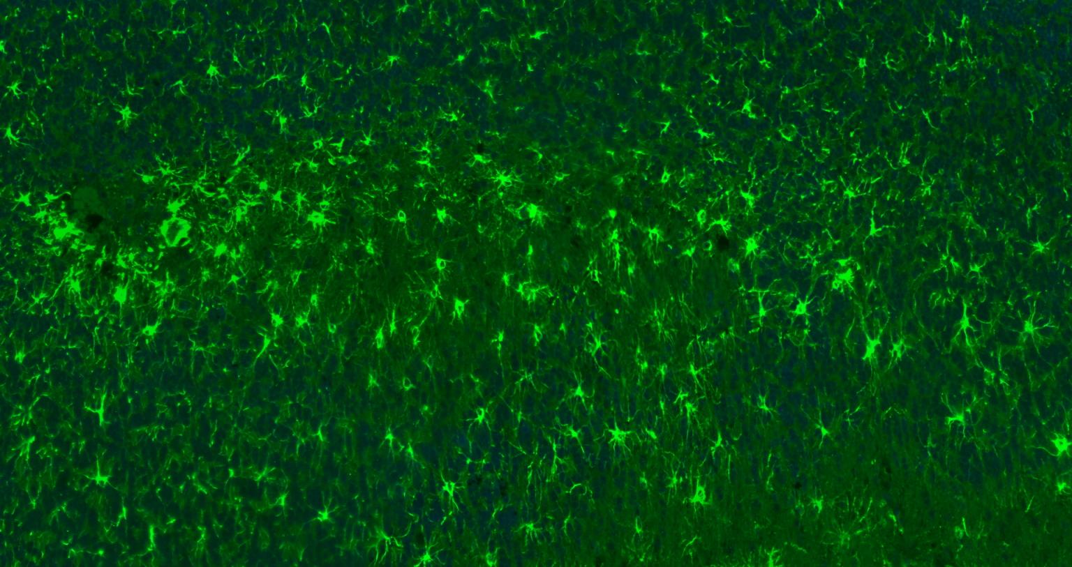 FITC标记的羊抗兔IgG H&L