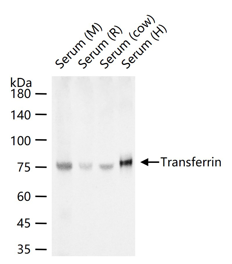 Transferrin Mouse mAb, Serum Loading Control (一抗) | Bioss