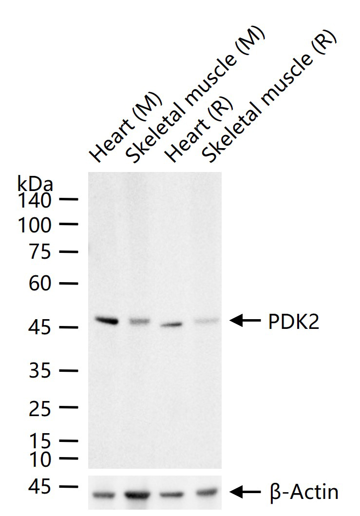 丙酮酸脱氢酶激酶亚型2重组兔单抗