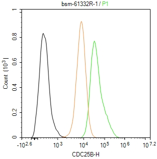 细胞分裂周期蛋白25B重组兔单抗