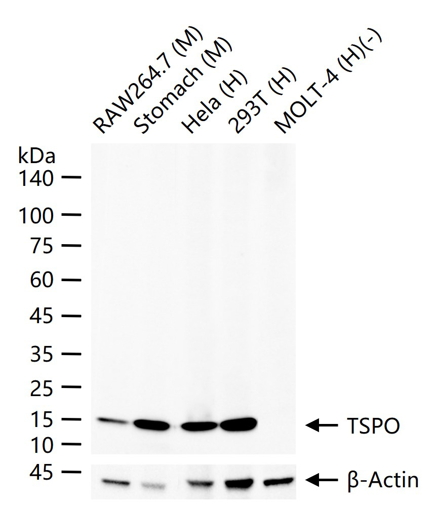 TSPO蛋白重组兔单抗