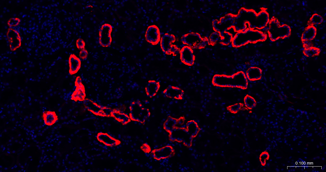 Na+/K+-ATPase α1 钠钾ATP酶α1抗体-bs-9570R