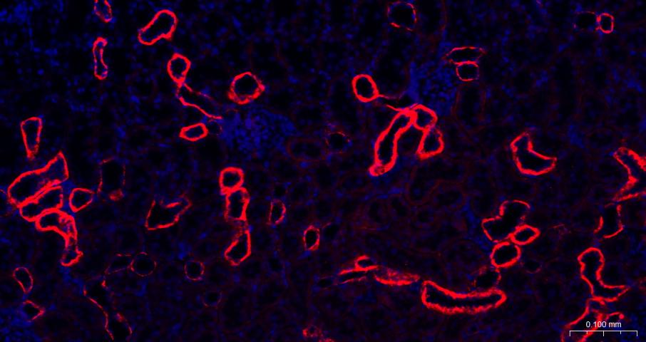 Na+/K+-ATPase α1 钠钾ATP酶α1抗体-bs-9570R