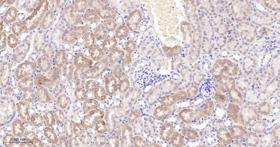 高尔基体自身蛋白GM130重组兔单抗