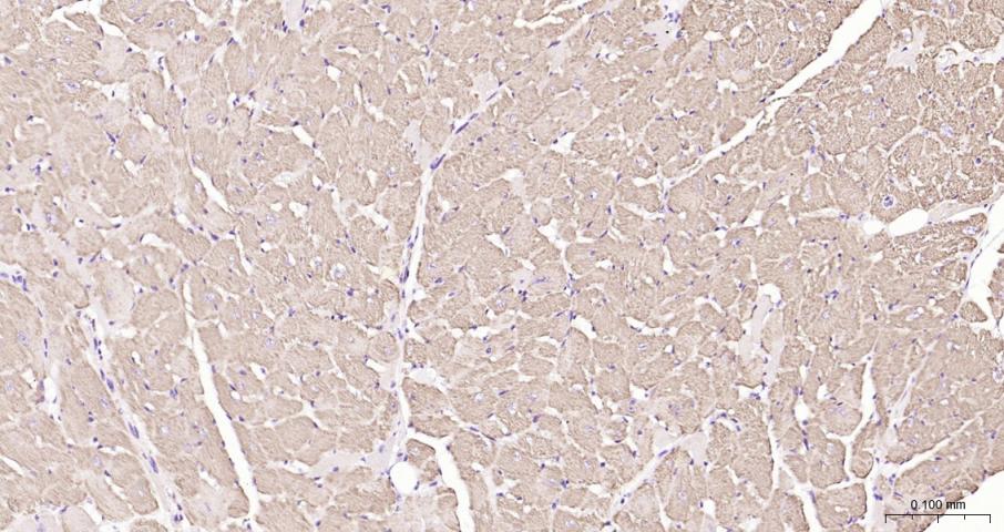 细胞色素C抗体-bs-0013R