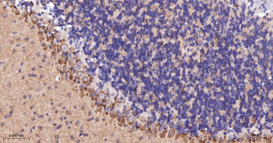 高尔基体自身蛋白GM130重组兔单抗
