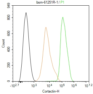 皮层肌动蛋白重组兔单抗