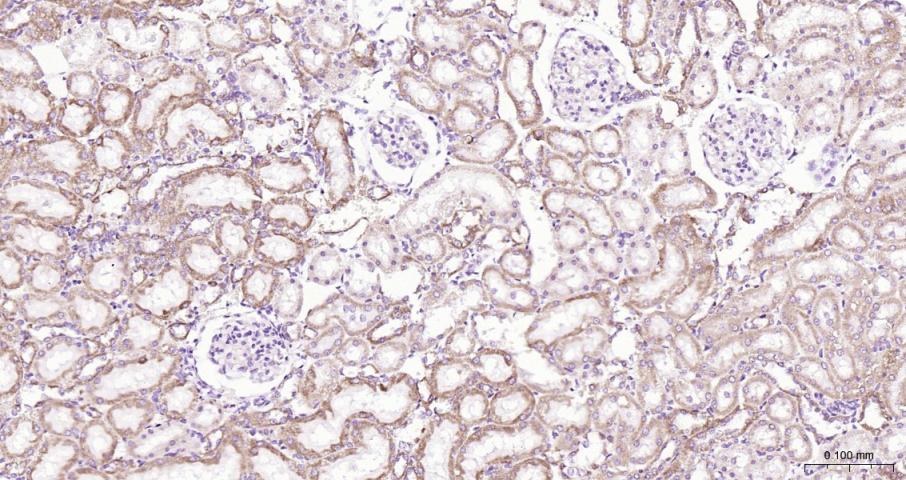 细胞色素C抗体-bs-0013R