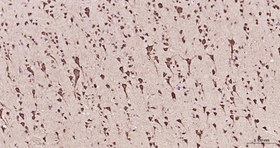 细胞色素C抗体-bs-0013R