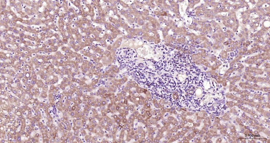 细胞色素C抗体-bs-0013R