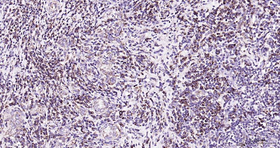 细胞色素C抗体-bs-0013R