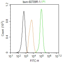 泛素结合蛋白P62重组兔单抗
