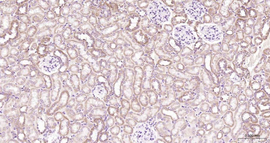 细胞色素C抗体-bs-0013R