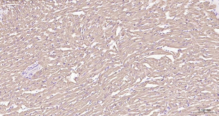 细胞色素C抗体-bs-0013R