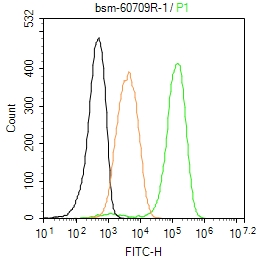 泛素结合蛋白P62重组兔单抗