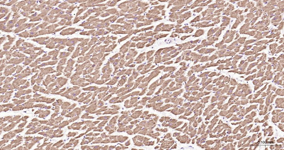 细胞色素C抗体-bs-0013R