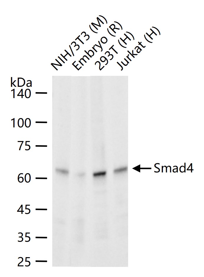 Smad4重组兔单抗