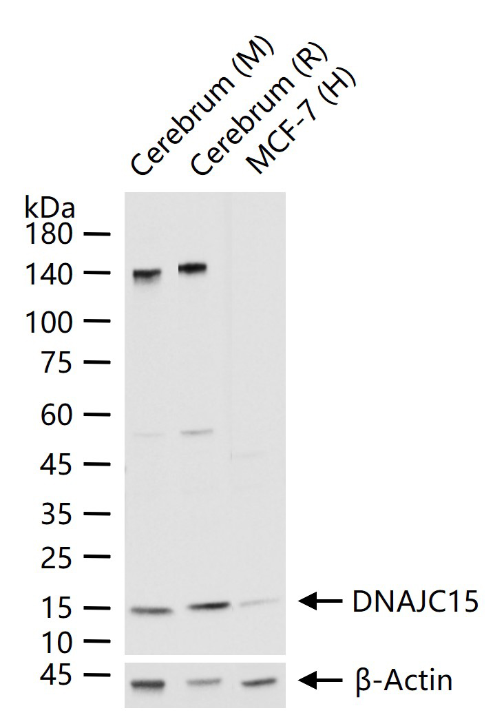 DNAJC15重组兔单抗