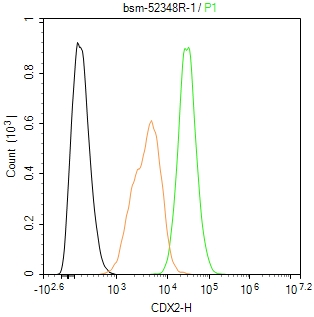 尾型同源盒转录因子2重组兔单抗