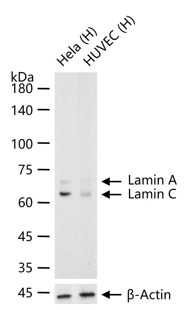 Lamin A/C Rabbit pAb (一抗) - WB | Bioss