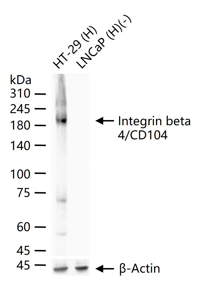 整合素β4重组兔单抗