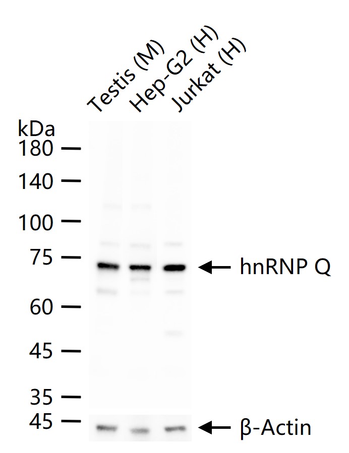 异质核糖核蛋白Q重组兔单抗