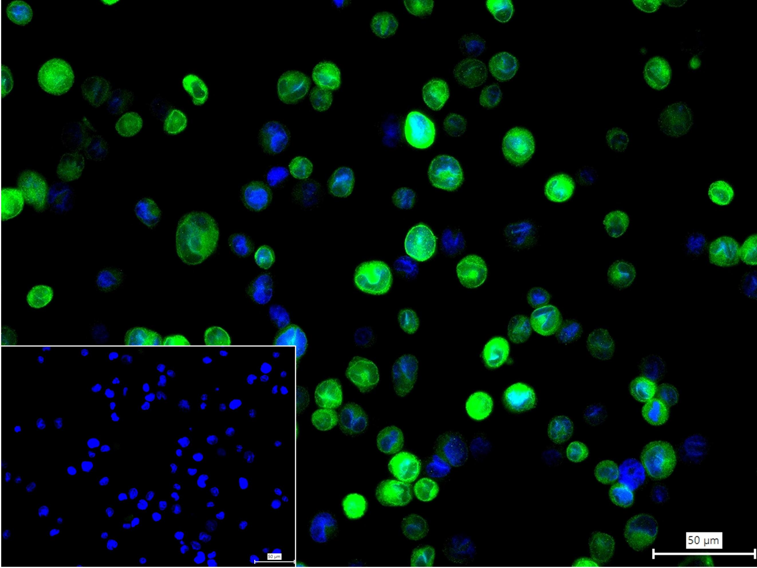 跨膜蛋白173重组兔单抗