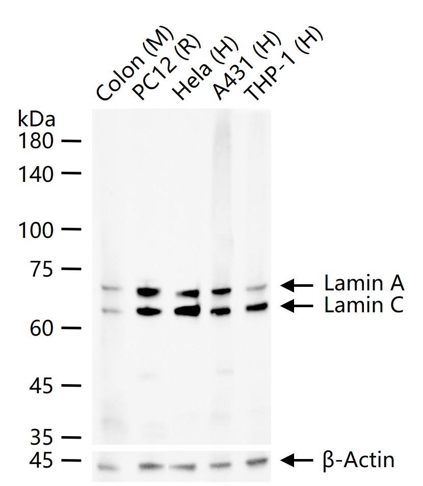Lamin A/C Mouse mAb (一抗) - WB,IHC-P,IHC-F,IF,ICC/IF,ELISA | Bioss