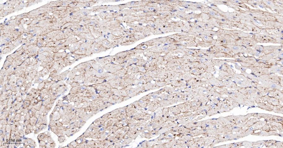 脂阀结构蛋白1重组兔单抗