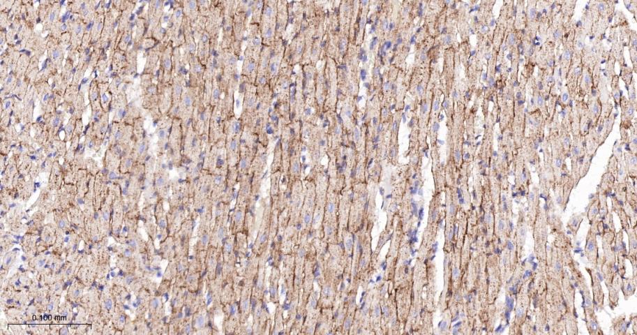 脂阀结构蛋白1重组兔单抗