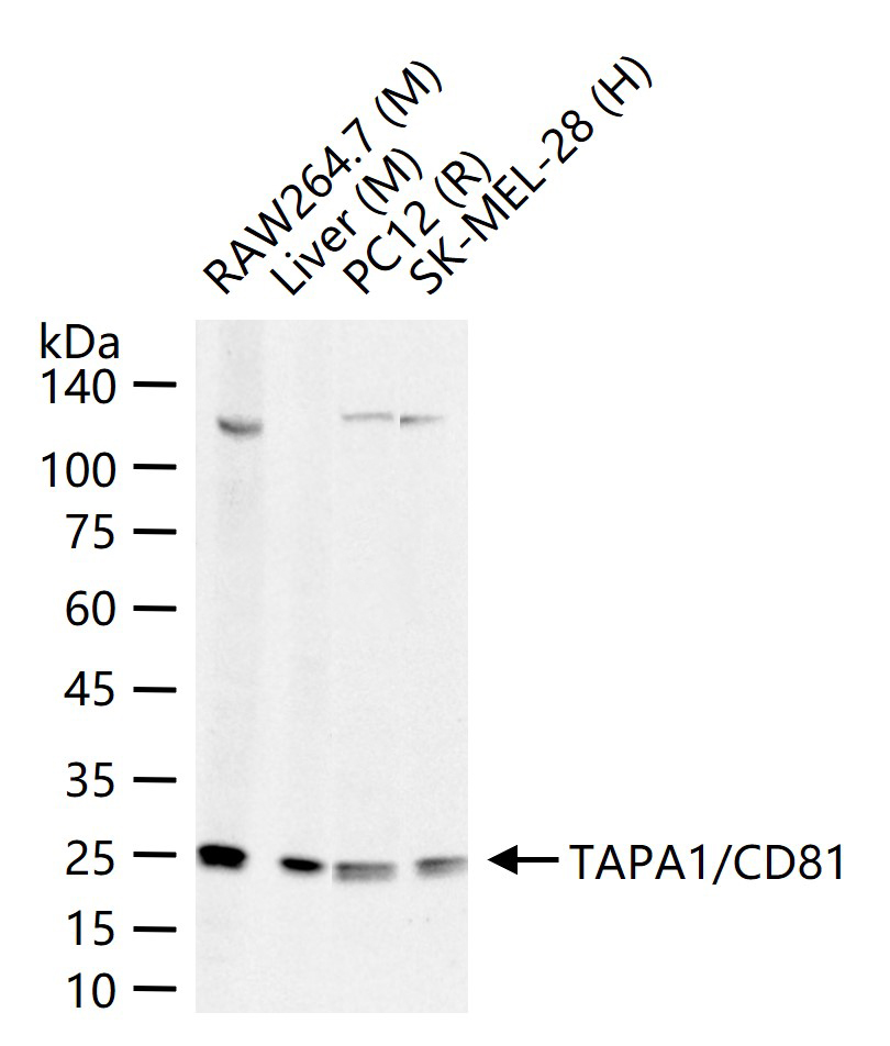 CD81重组兔单抗