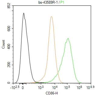 CD86抗体-bs-43589R