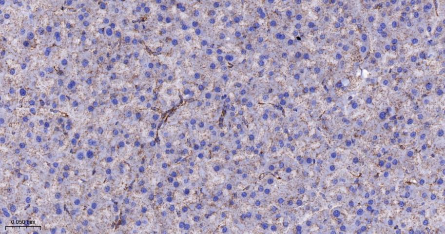 TSPO蛋白重组兔单抗
