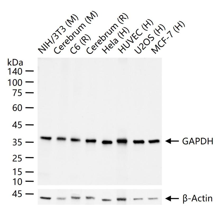 GAPDH Mouse mAb, Loading Control (一抗) - WB | Bioss