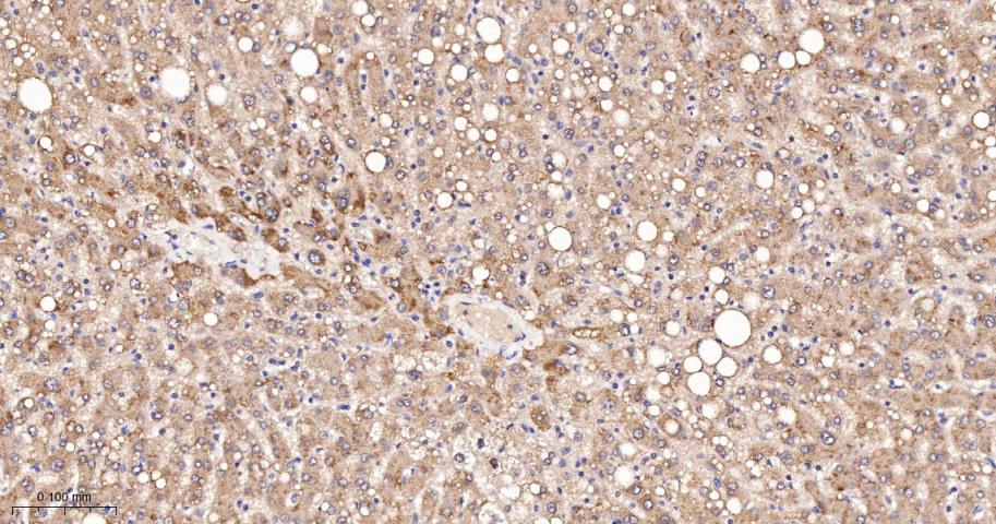 过氧化物酶体生物合成因子11B重组兔单抗
