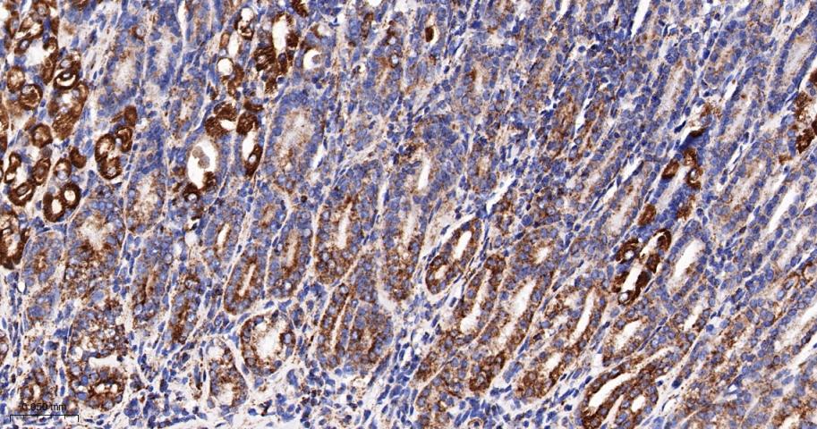TSPO蛋白重组兔单抗